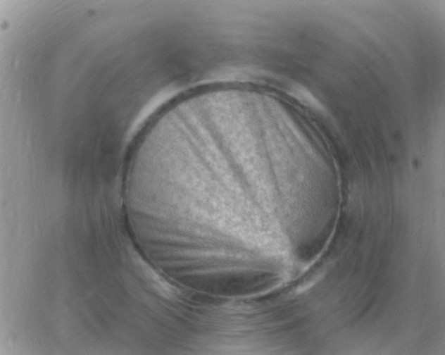 X0000065981216200603172107