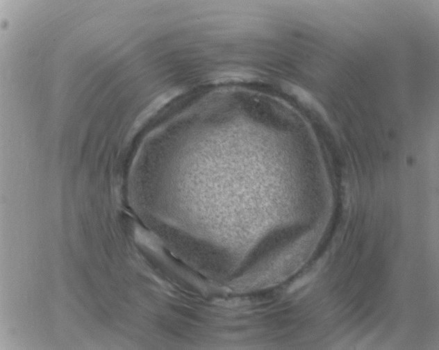 X0000065981217200603172107