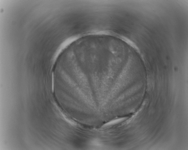 X0000065981223200603172107