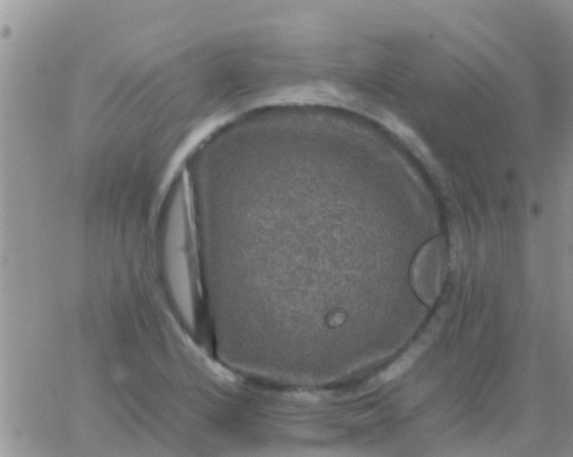 X0000065981224200603172107