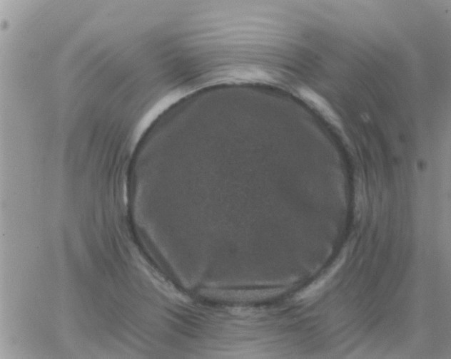 X0000065981226200603172107