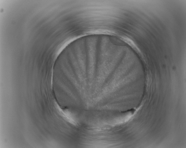 X0000065981228200603172107