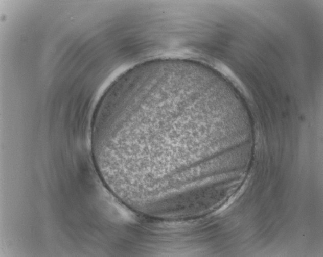 X0000065981232200603172107