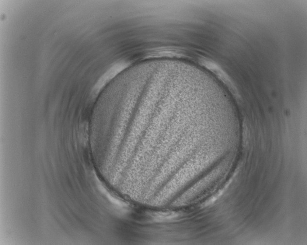 X0000065981233200603172107