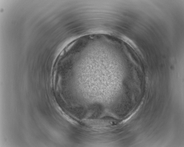 X0000065981236200603172107