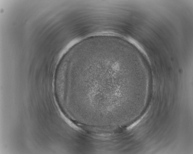 X0000065981237200603172107