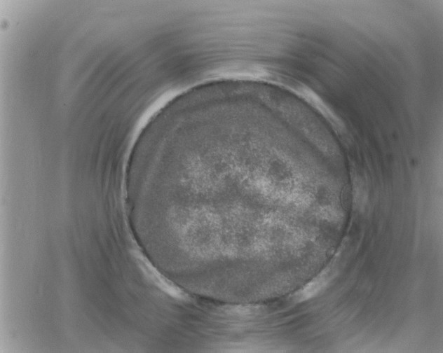 X0000065981240200603172107