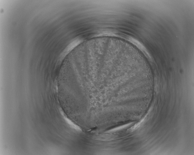 X0000065981241200603172107