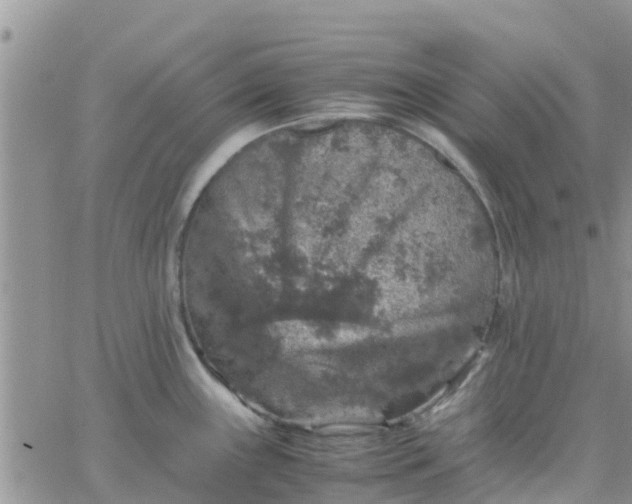 X0000065981243200603172107