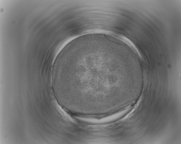 X0000065981244200603172107