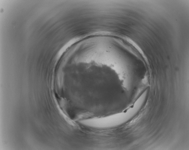 X0000065981245200603172107