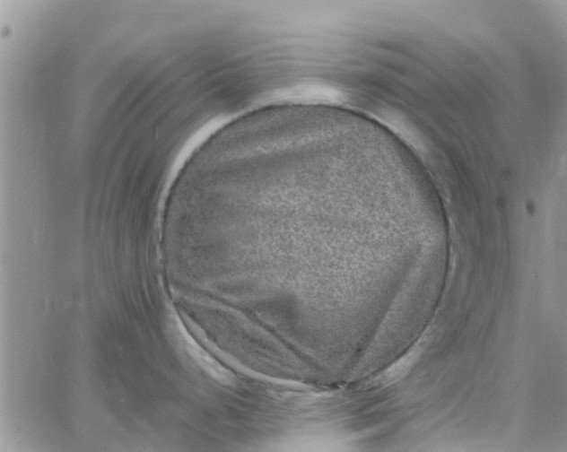 X0000065981248200603172107