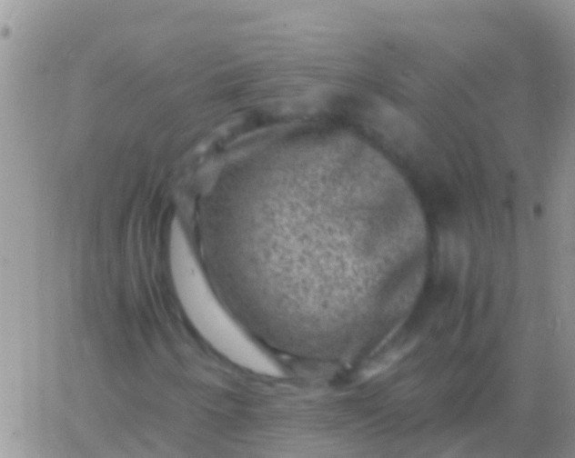 X0000065981250200603172106