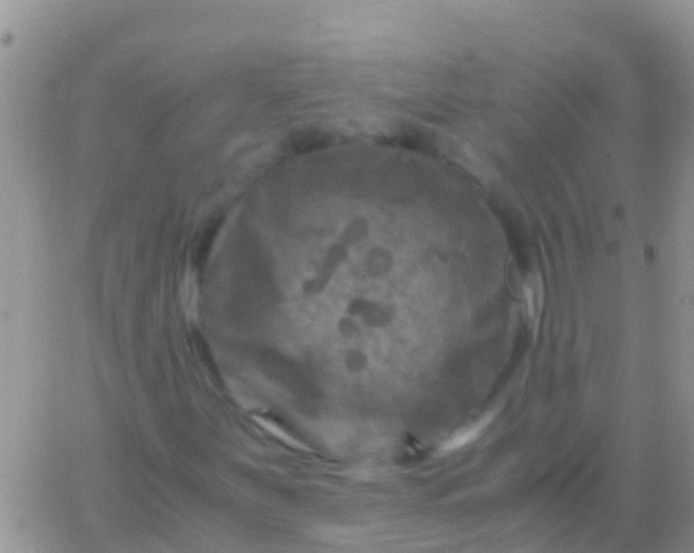 X0000065981251200603172106