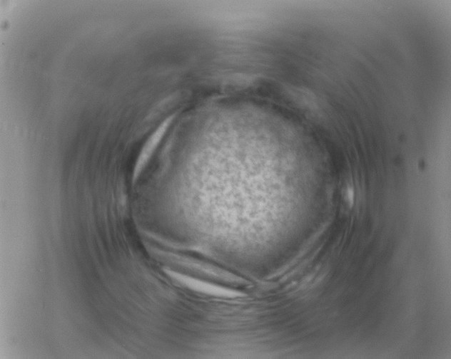 X0000065981252200603172106