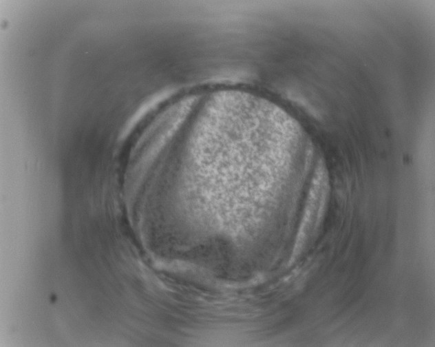 X0000065981256200603172106