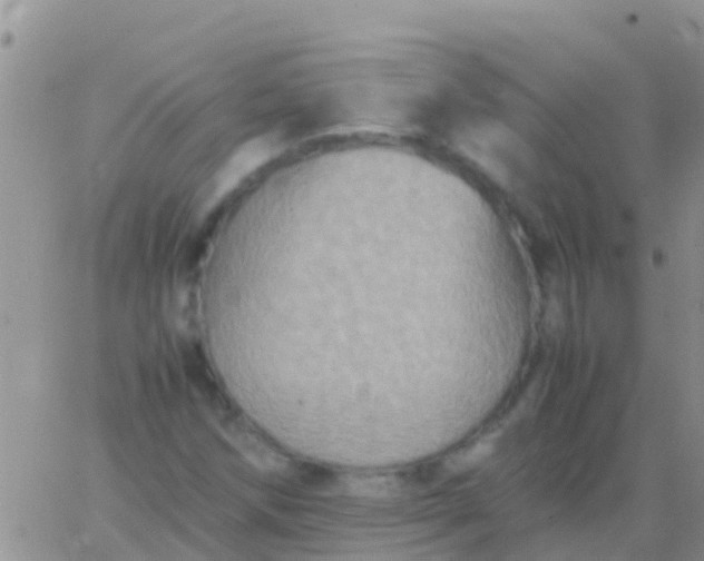 X0000065981258200603172106