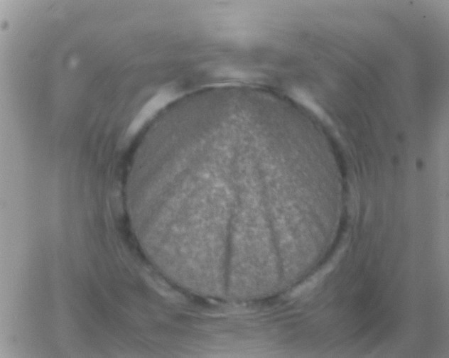 X0000065981259200603172106