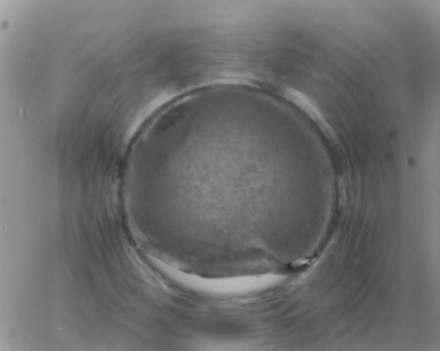 X0000065981260200603172106