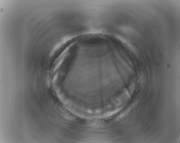 X0000065981262200603172106