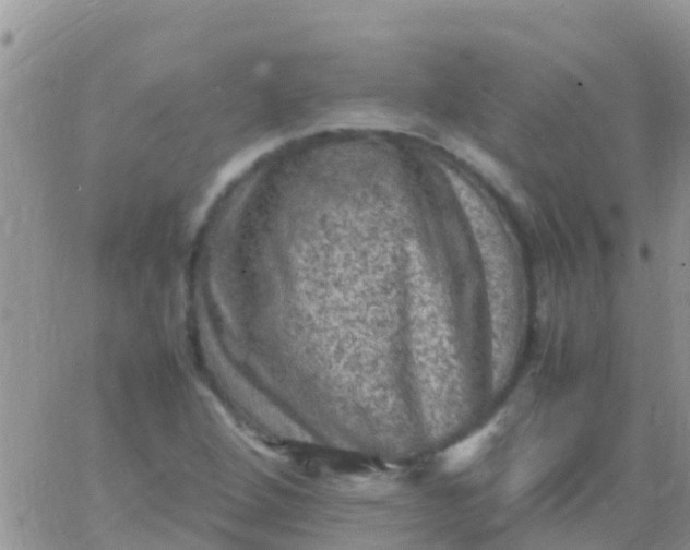 X0000065981264200603172106