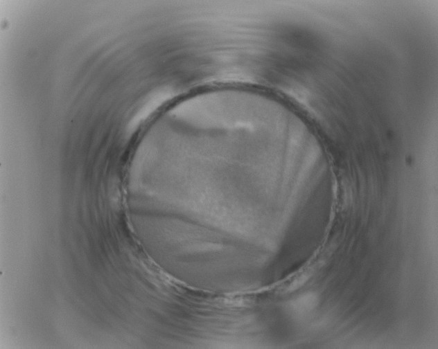 X0000065981266200603172106