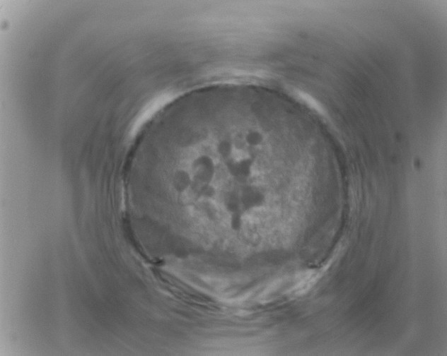 X0000065981267200603172106