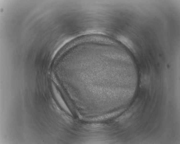 X0000065981268200603172106