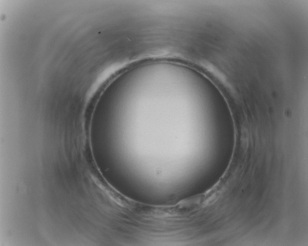 X0000065981270200603172106