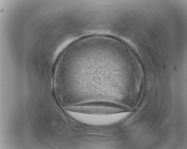 X0000065981271200603172106