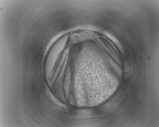 X0000065981272200603172106