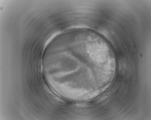 X0000065981274200603172106