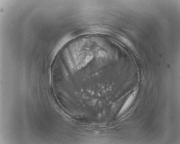 X0000065981275200603172106