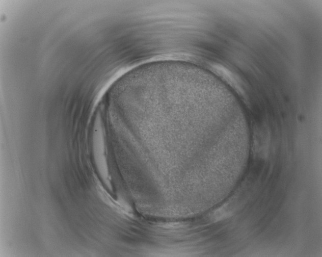 X0000065981276200603172106