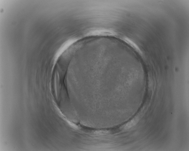 X0000065981277200603172106