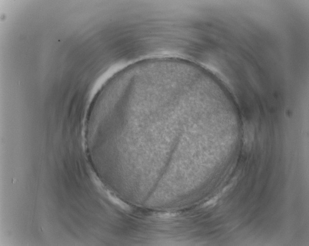 X0000065981278200603172106