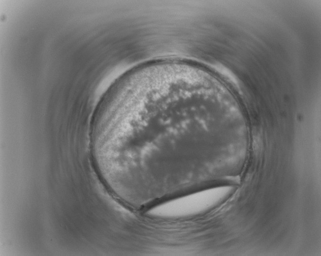 X0000065981279200603172106