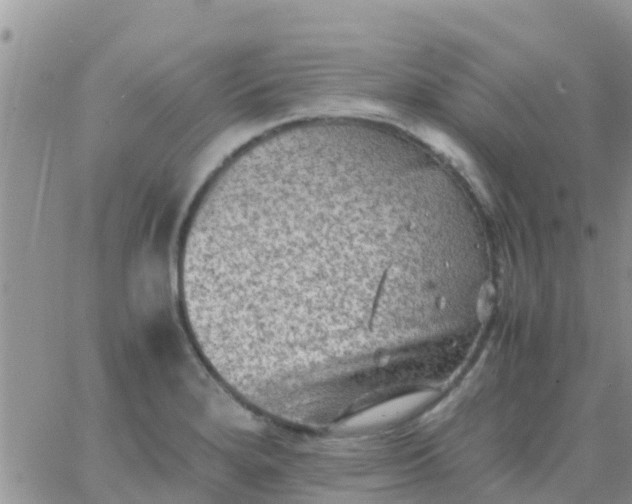 X0000065981280200603172106