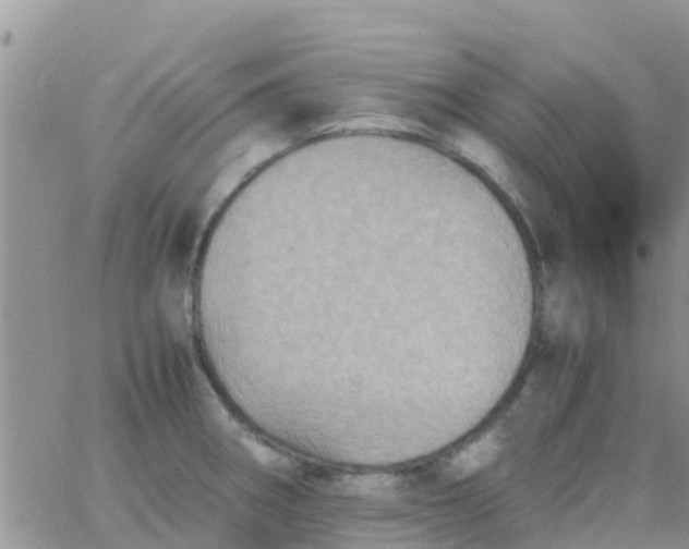 X0000065981282200603172106