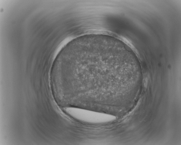 X0000065981283200603172106