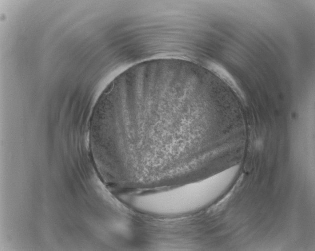 X0000065981284200603172106