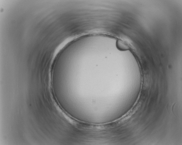 X0000065981286200603172106