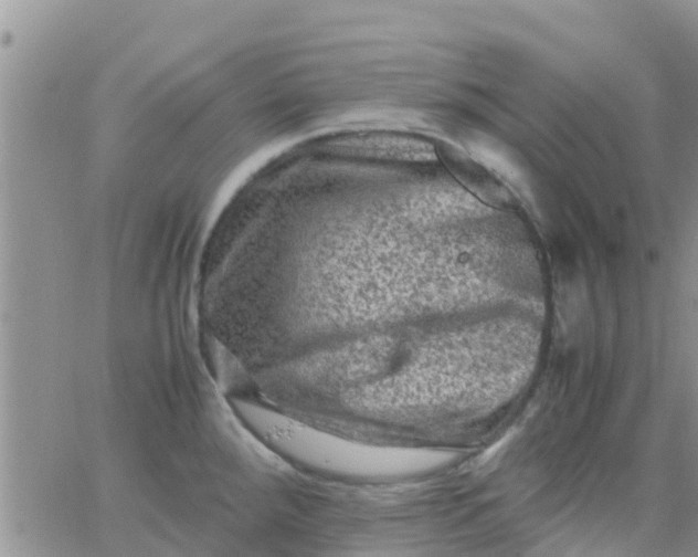 X0000065981288200603172106