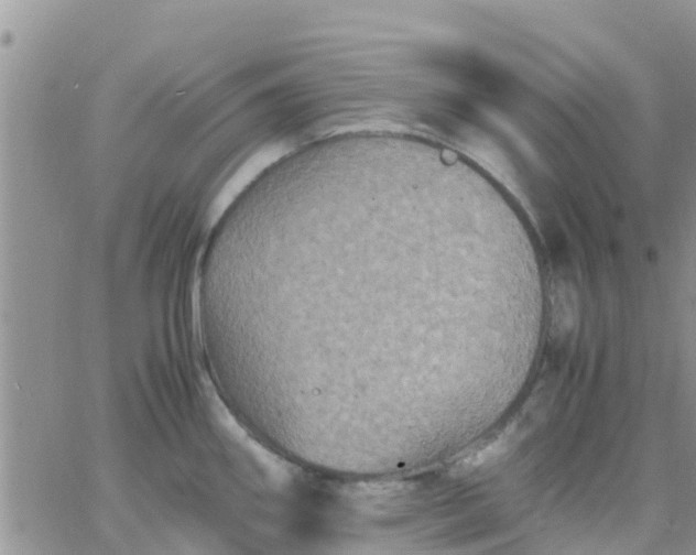 X0000065981290200603172106