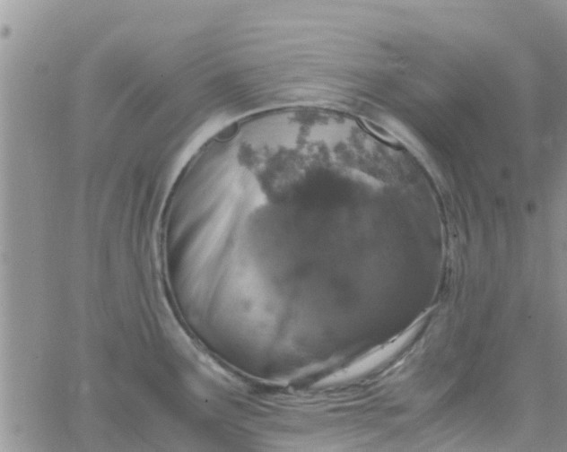 X0000065981291200603172106