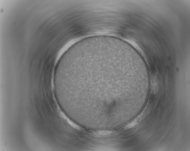 X0000065981294200603172106