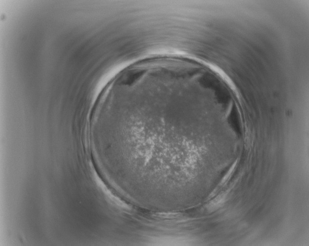 X0000065981295200603172106