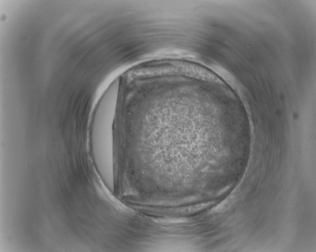 X0000065981296200603172106