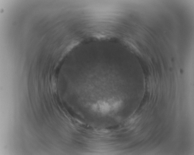 X0000065981298200603172105