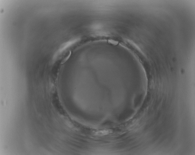 X0000065981303200603172105